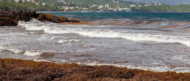 CLS Operational Sargassum Monitoring Service soon ready for end-users