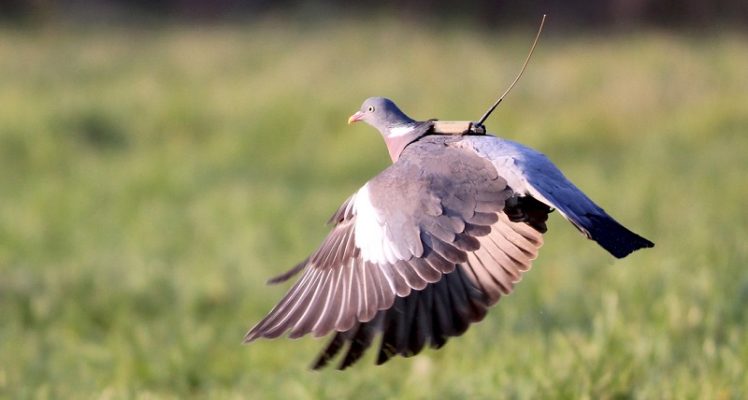 MIGR-SAFE : Une vision globale de l’écosystème environnement / biodiversité