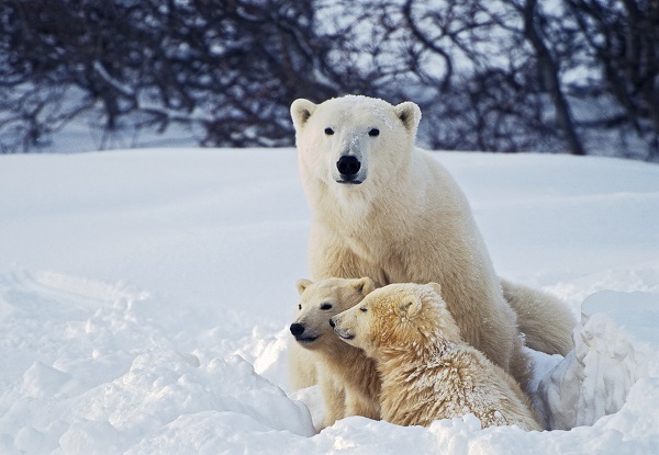 COP25 Climate & biodiversity: two linked fates