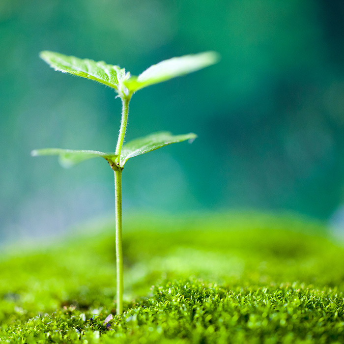 soil quality