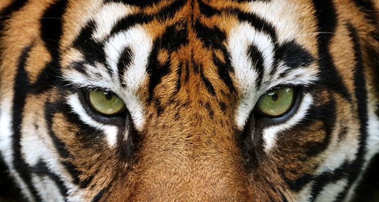 CLS, Space sentinels for endangered species