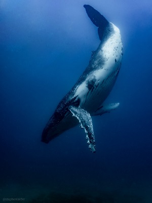 whale