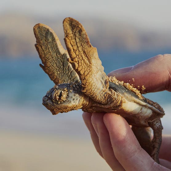 wildlife