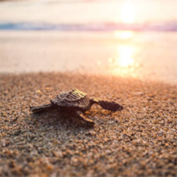 Tortue juvénile rejoignant la mer