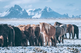 Troupeau de chevaux sauvages