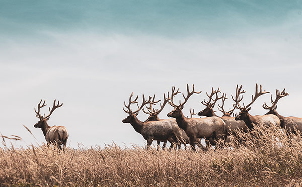 Innovation – World Conservation Congress: CLS announces it is putting AI, BIG DATA and an XXL Space system at the service of biodiversity