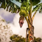 Banana tree