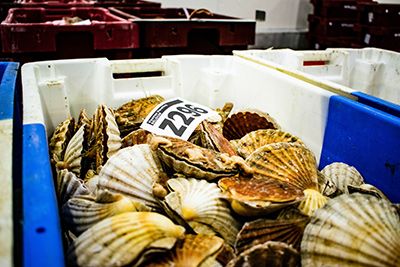 scallop