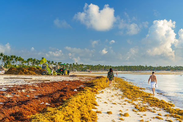 sargasso on a beach