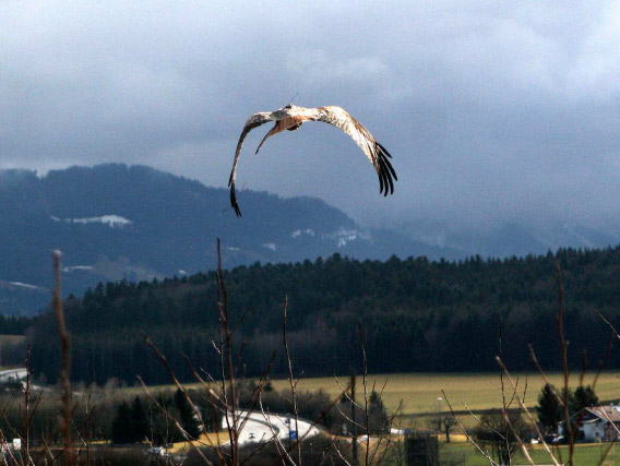 CLS accompagne la Ligue de Protection des Oiseaux