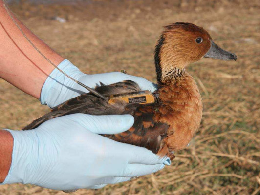 CLS suit par satellites les oiseaux sauvages vecteurs potentiels du virus H5N1