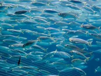 Where have the sardines gene?