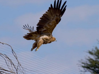 Booted eagles tracked by ARGOS tags