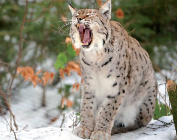 FARIO, The Jura lynx