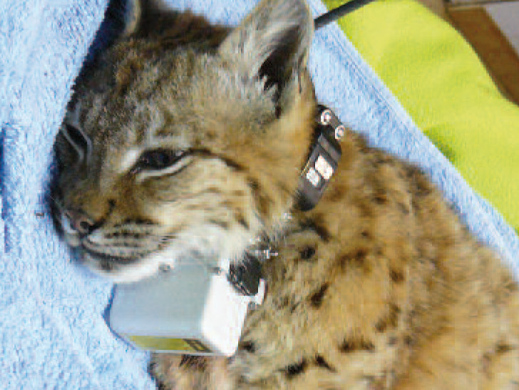 FARIO – Le lynx du Jura