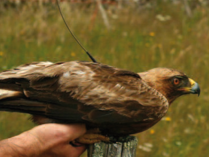 Première : des aigles bottés suivis grâce aux balises ARGOS