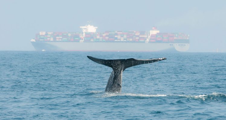 Silence is Golden: CLS Acquires Quiet-Oceans for a Quieter Ocean