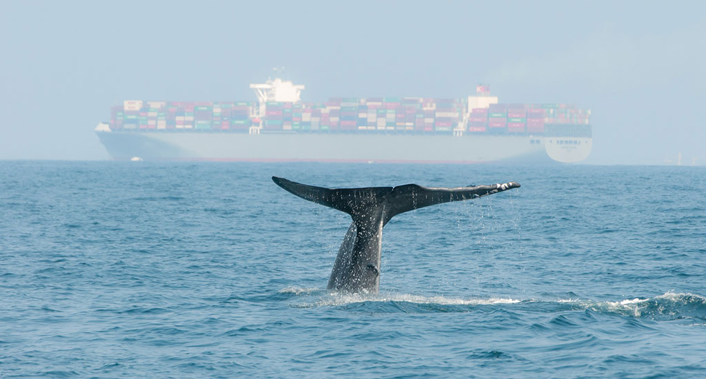 Silence is Golden: CLS Acquires Quiet-Oceans for a Quieter Ocean