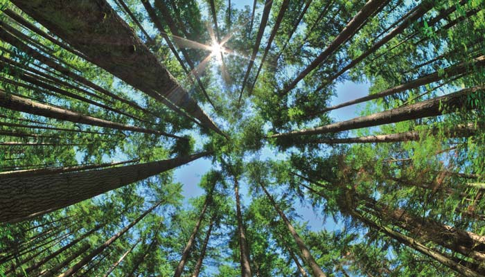forest