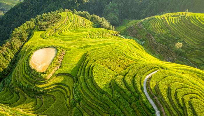 rice paddy farming
