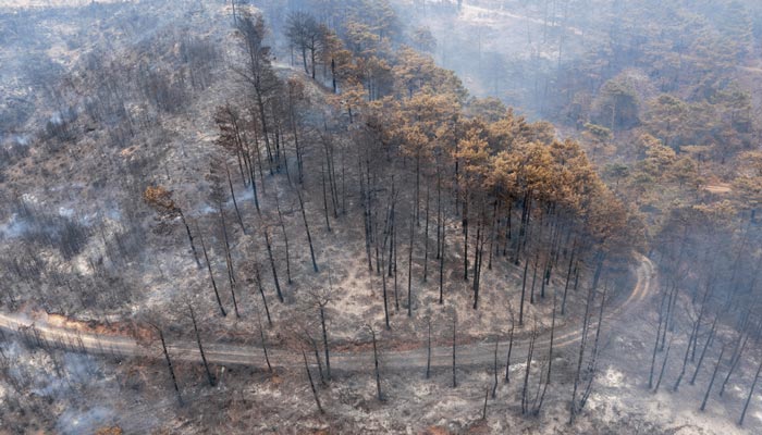 Analyse post crise incendie et évaluation des dégâts feu de foret
