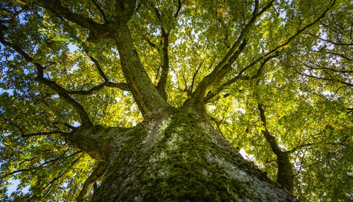 engagement durable pour les forets