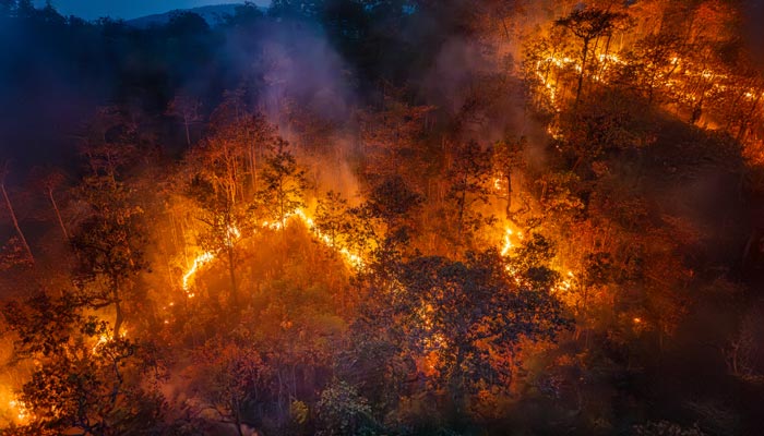 incendie feu de foret