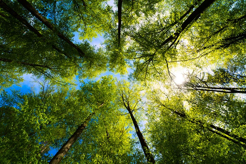 foret