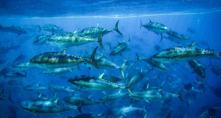 Sustainable Fisheries with SATHOAN: Lines in the Water, Data on the Map