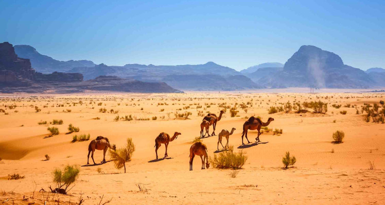 Boost Your Herd Management with Smart Solutions: Meet Us at IUCN