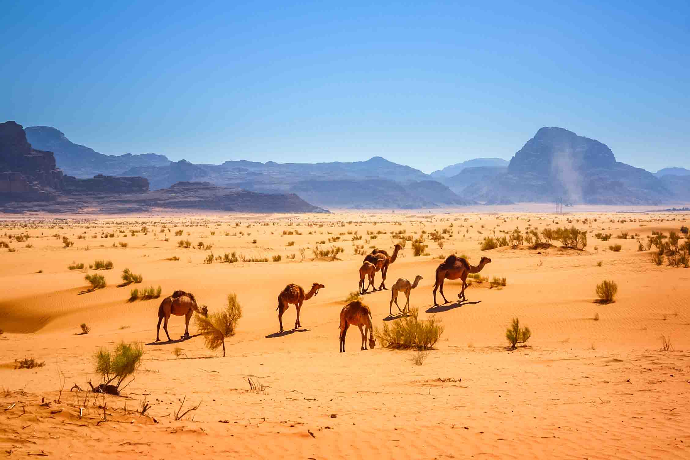 camel herds
