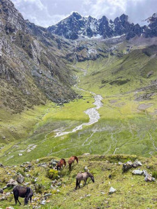 horses grazing