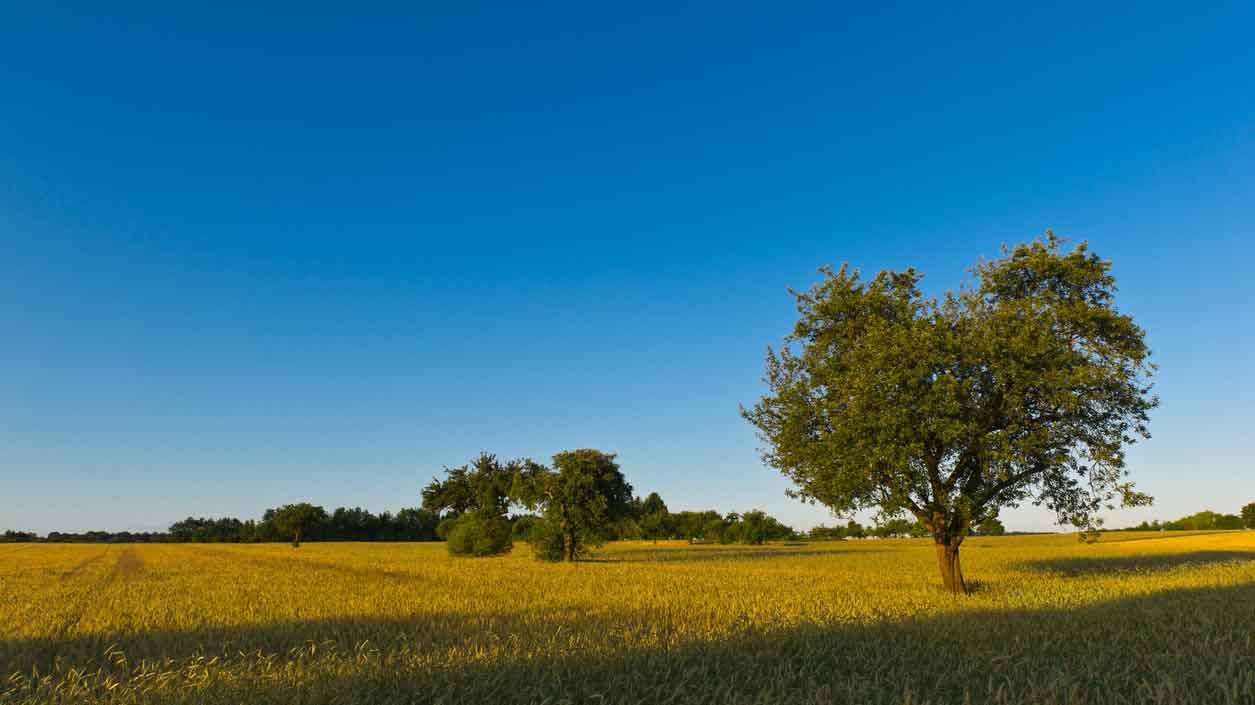 tree tree in a field