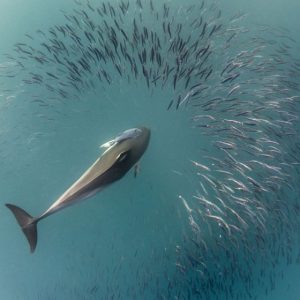 whales and fisheries in the ocean