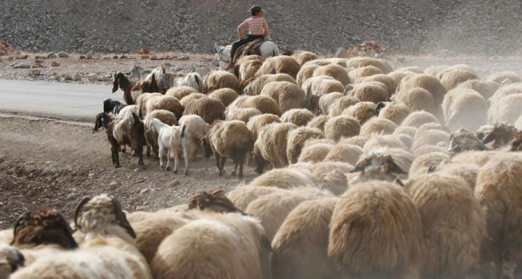 Adapting Asia’s Pastures to Climate Change