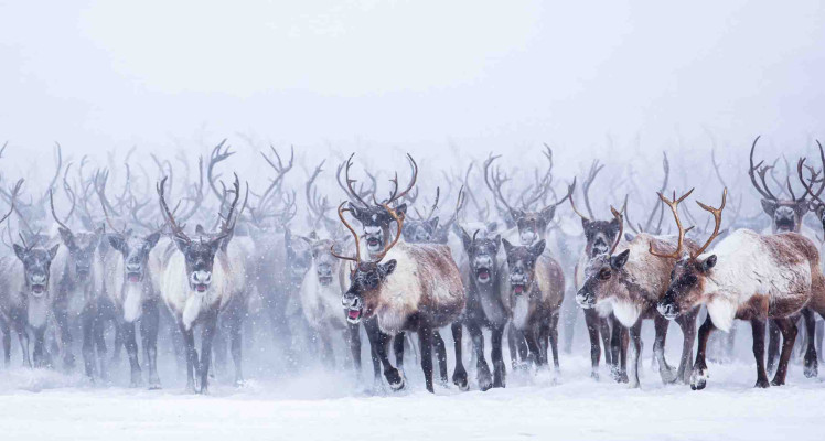 Caribou in Crisis: How Scalable Herd Management Can Reverse the Trend