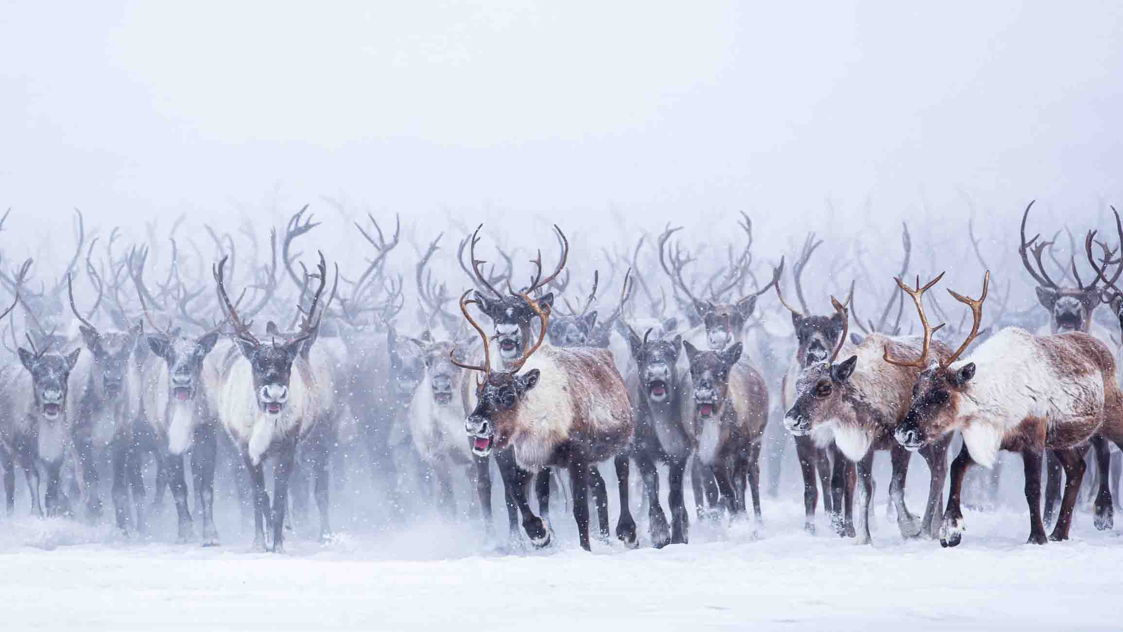 Caribou migration