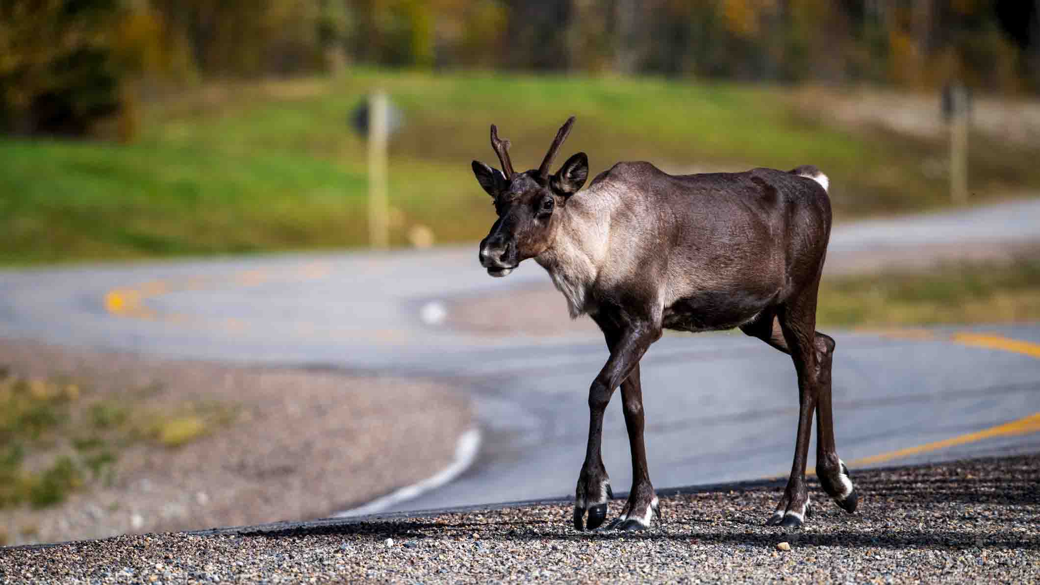 caribou crossing road