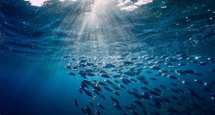 Ocean in Peril: Science and CLS Solutions at the Heart of the Response