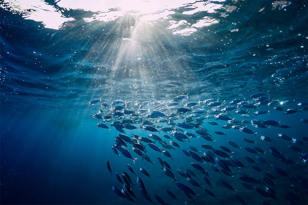 group of fish under the ocean