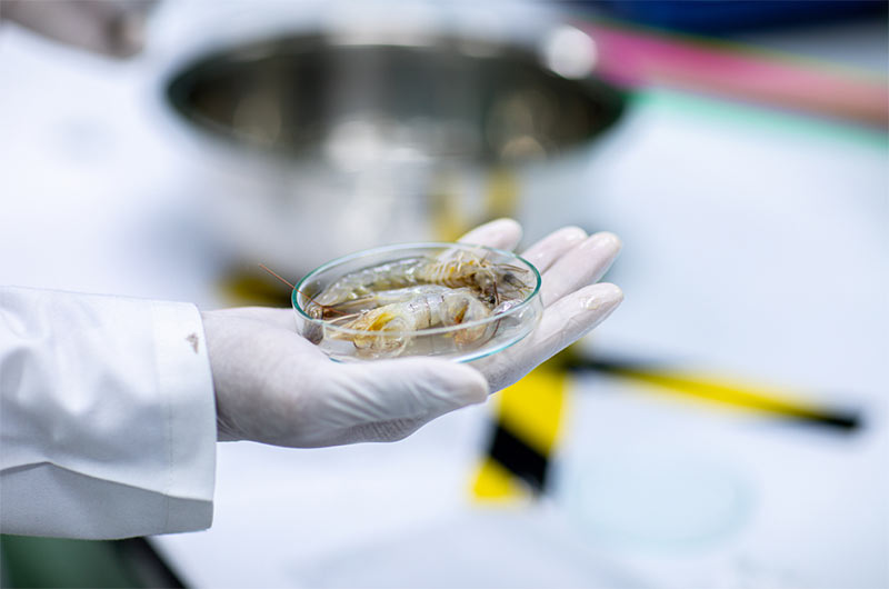 Researcher holding a Petri dish with shrimp for fisheries analysis