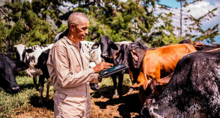 How Herd Management Software is Transforming Modern Livestock Farming