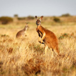 Kangoroo in Australia