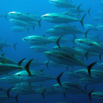 Tuna