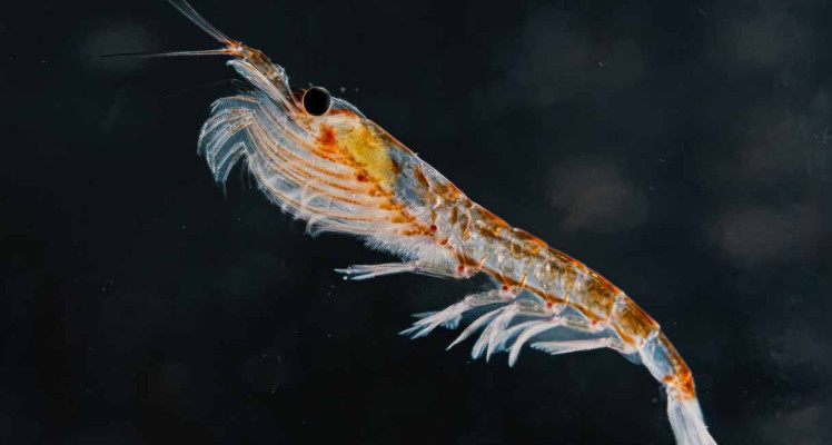 Unlocking the Secrets of Antarctic Krill from the Ocean Floor