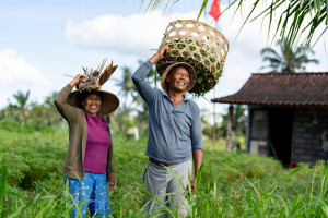 rice field