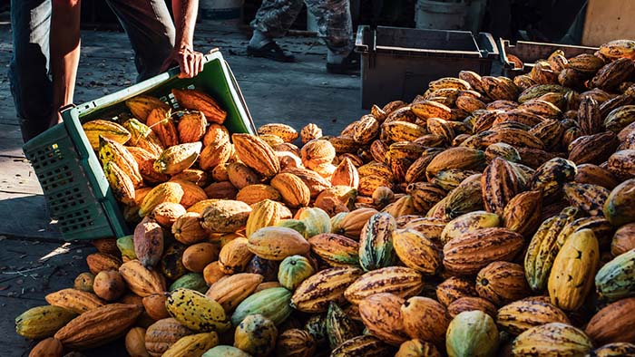 traceable cacao