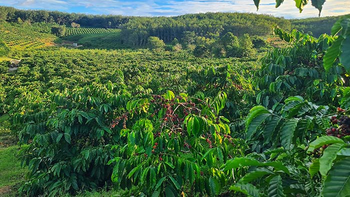Supporting Sustainable Agricultural Supply Chains with Geospatial Intelligence