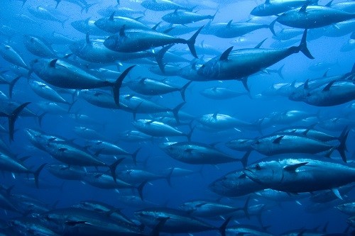 alantic blue tuna