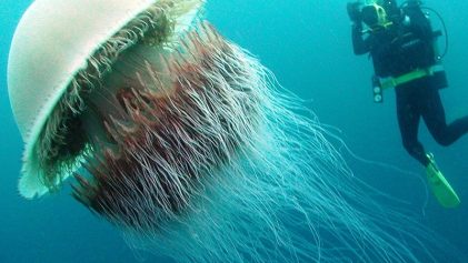 Giant jellyfish